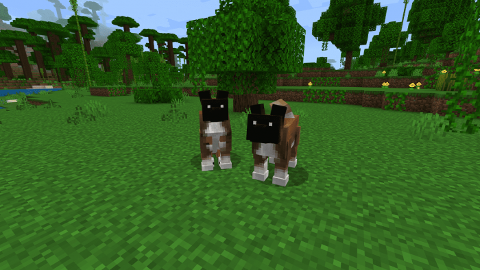 Dogs Plus