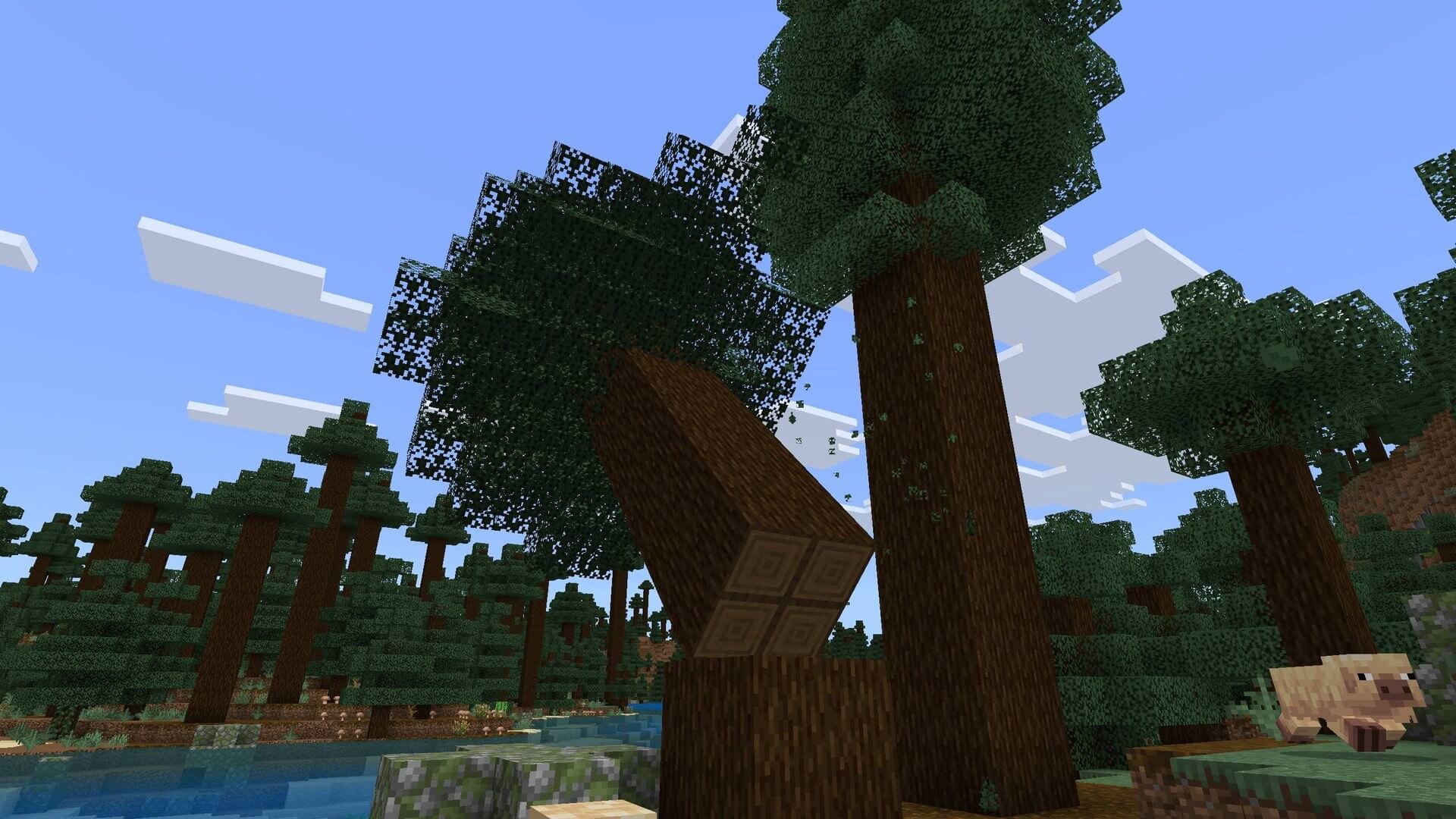 Tree Physics 1